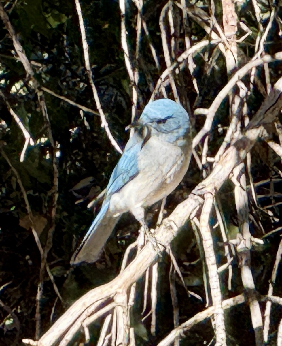 Mexican Jay - ML645125978