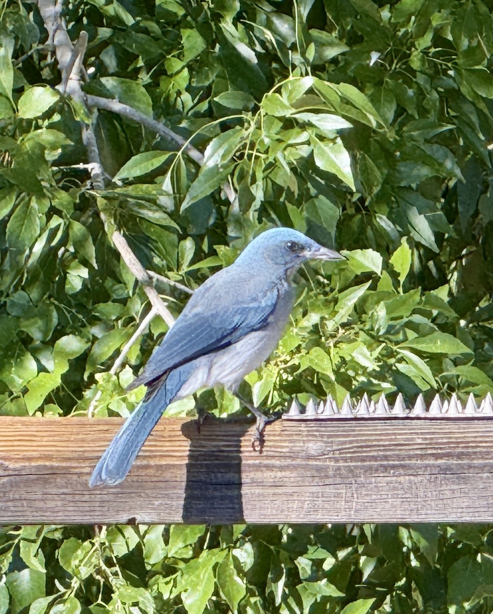 Mexican Jay - ML645125980