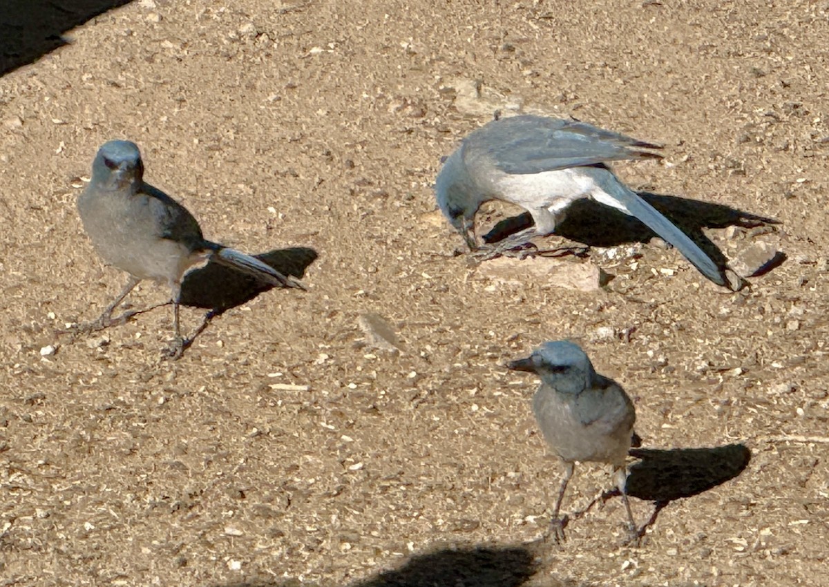 Mexican Jay - ML645125981
