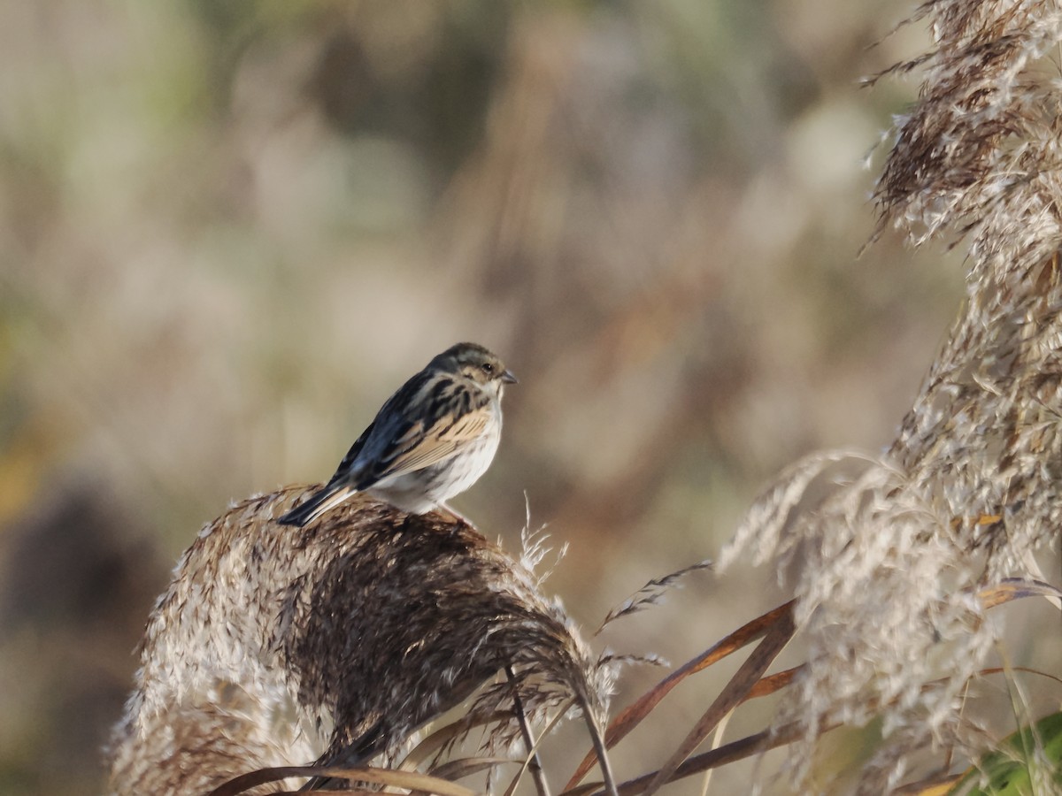 Reed Bunting - ML645125987