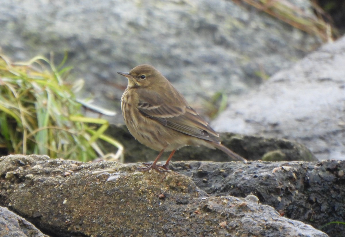 Rock Pipit - ML645125989