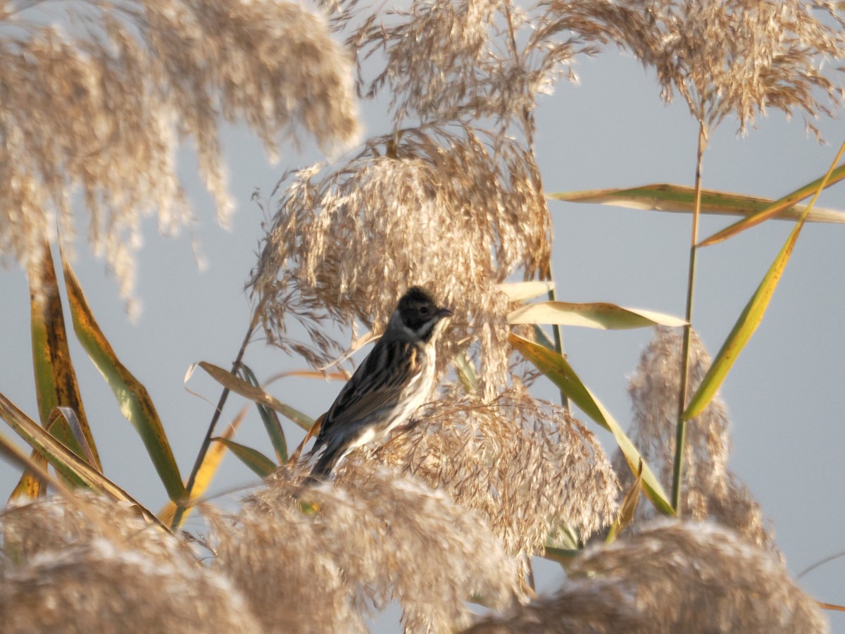 Reed Bunting - ML645125990