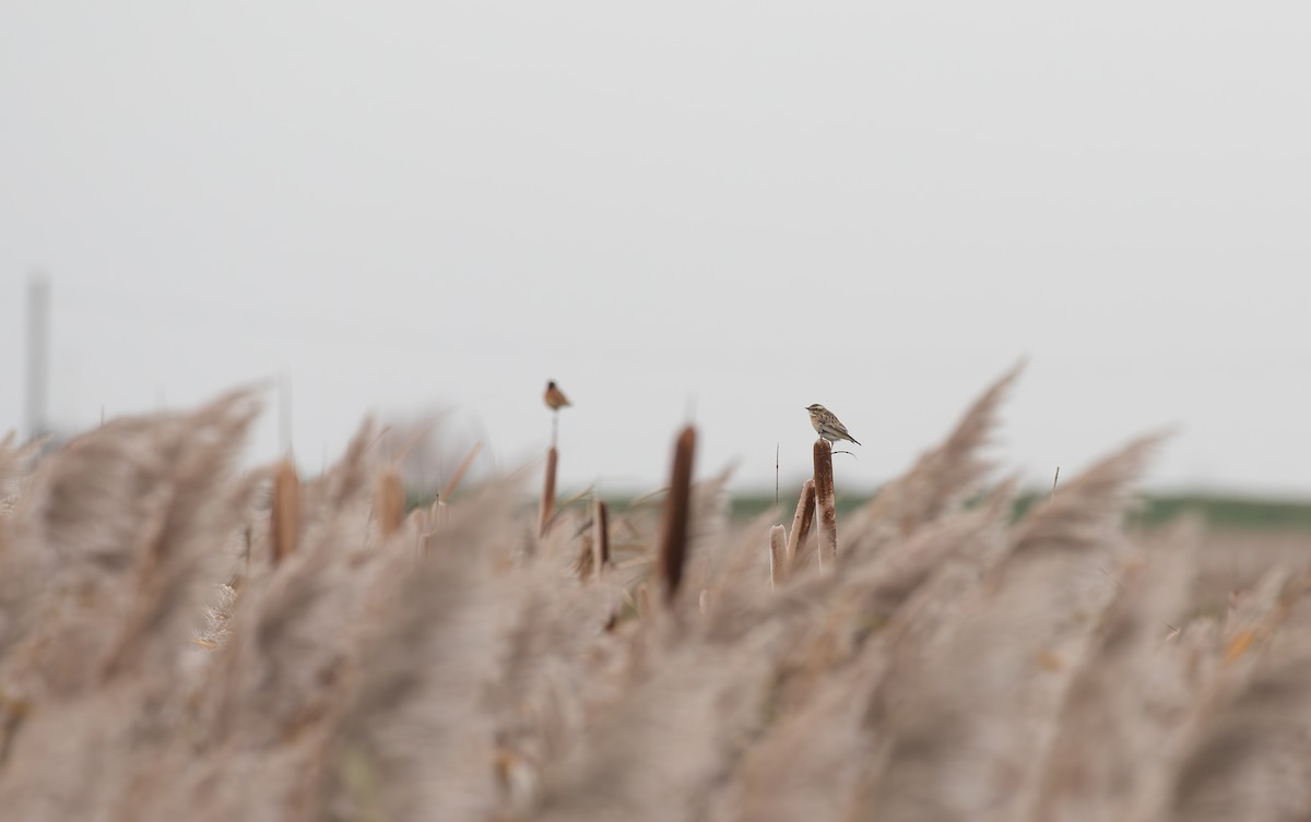 Whinchat - ML645126000