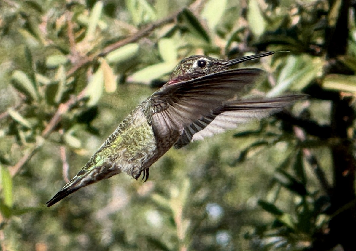 Anna's Hummingbird - ML645126002