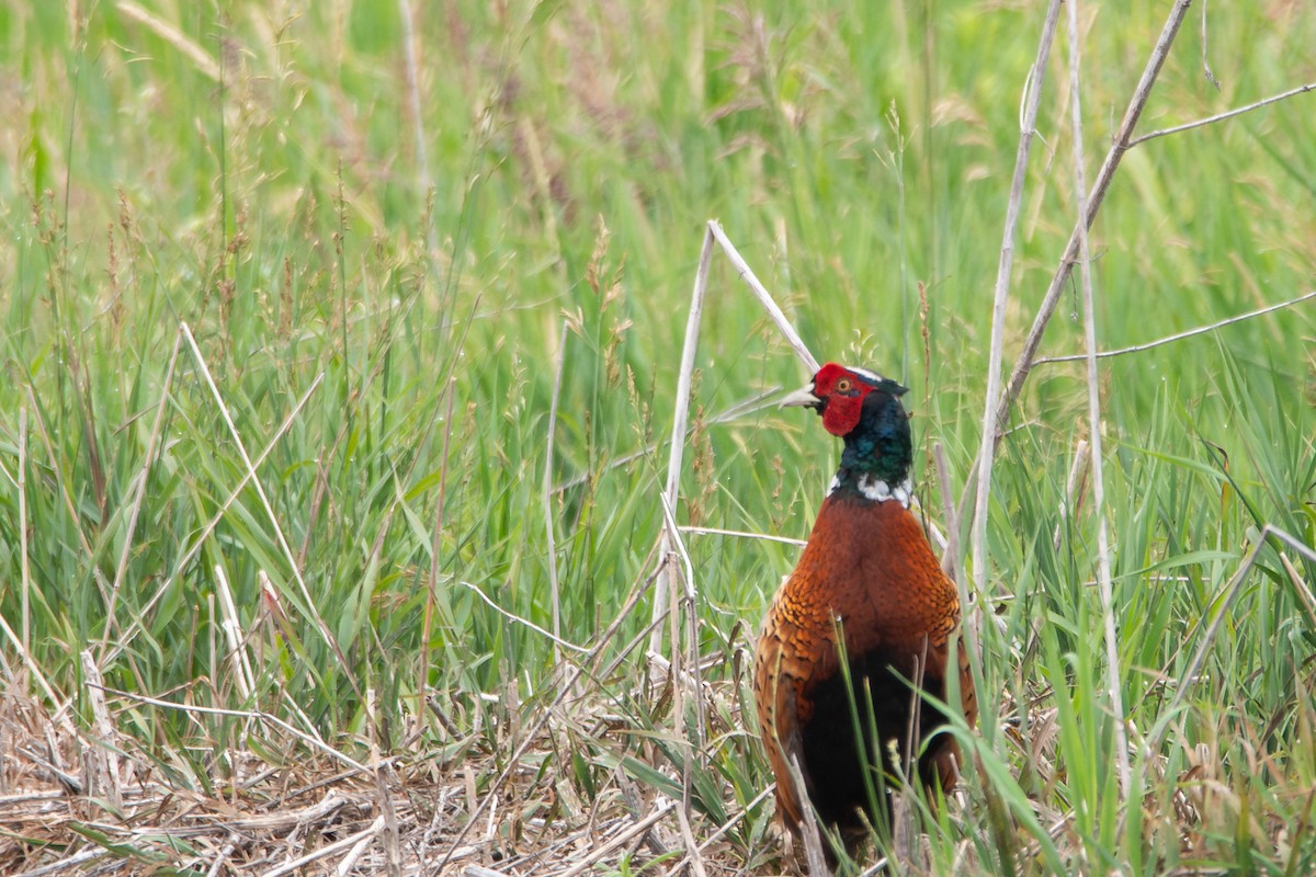 Ring-necked Pheasant - ML645126048