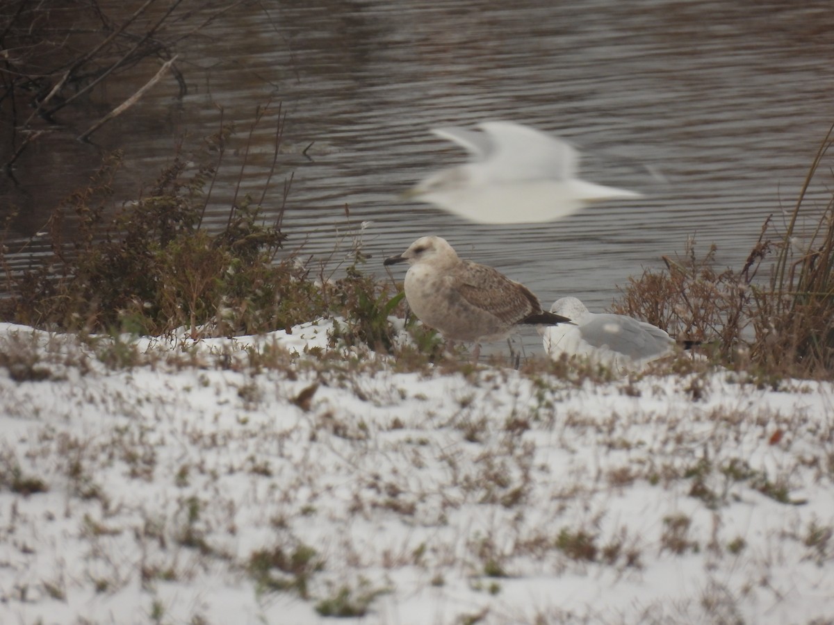 Möwe, unbestimmt - ML645126054