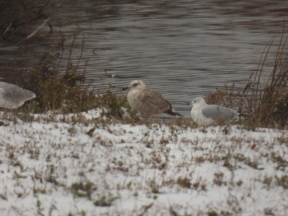 Möwe, unbestimmt - ML645126058