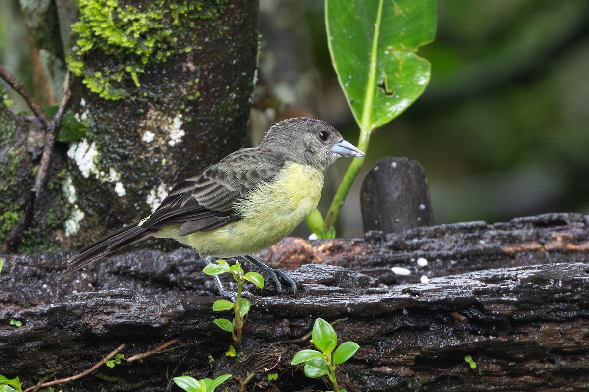 Flame-rumped Tanager (Lemon-rumped) - ML645126062