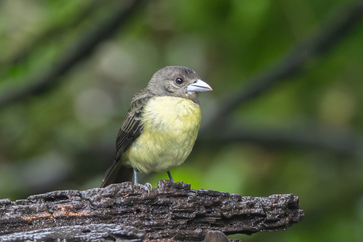 Flame-rumped Tanager (Lemon-rumped) - ML645126063