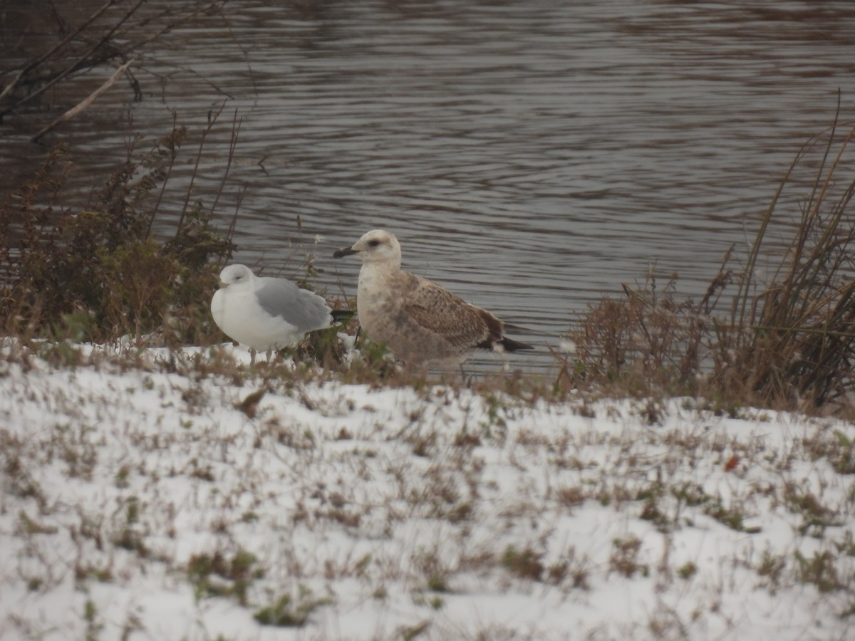 Möwe, unbestimmt - ML645126070