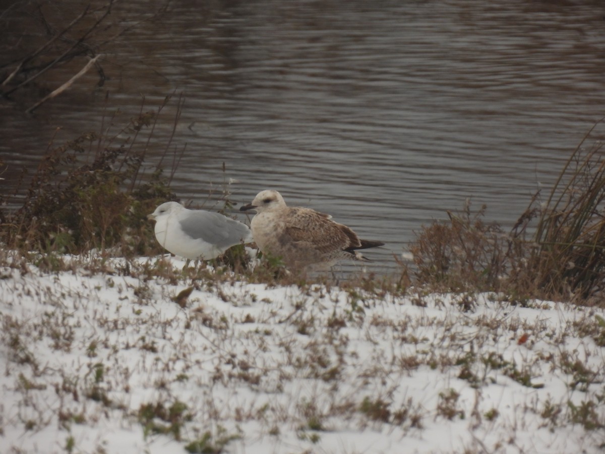 Möwe, unbestimmt - ML645126077