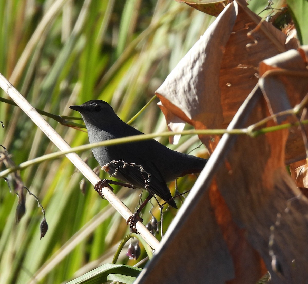 Gray Catbird - ML645126080
