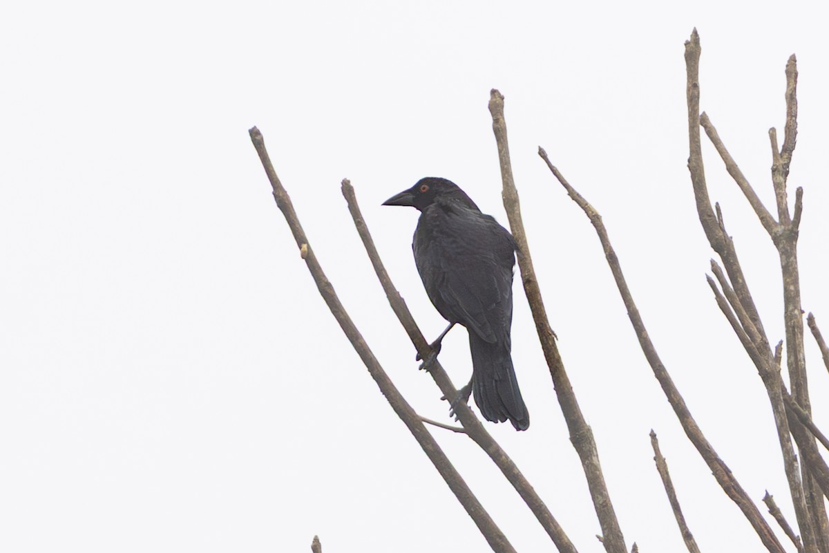 Giant Cowbird - ML645126084