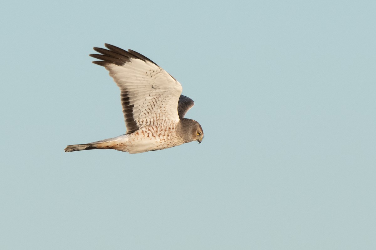Northern Harrier - ML645126088