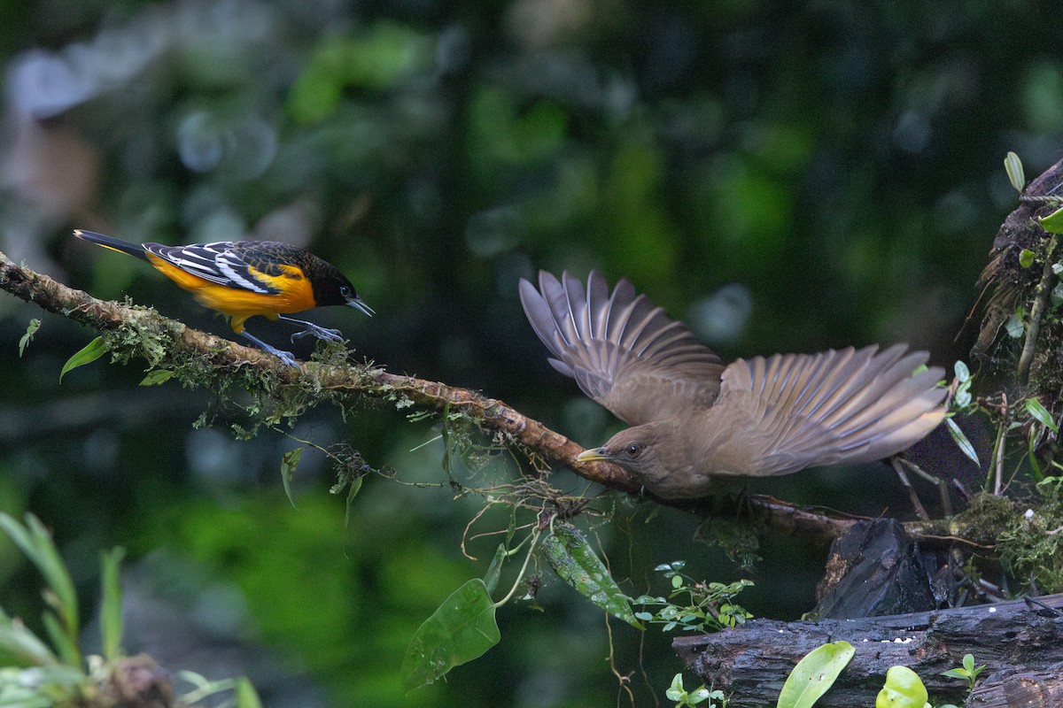 Baltimore Oriole - ML645126090