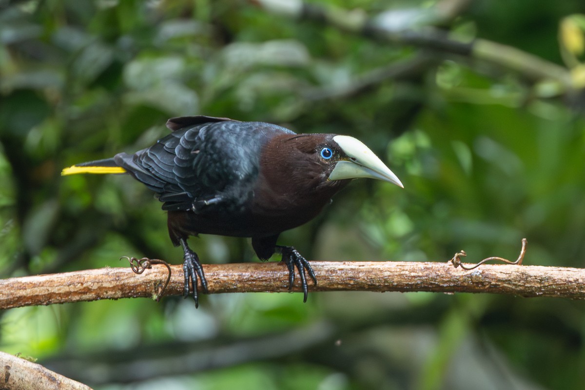 Chestnut-headed Oropendola - ML645126095