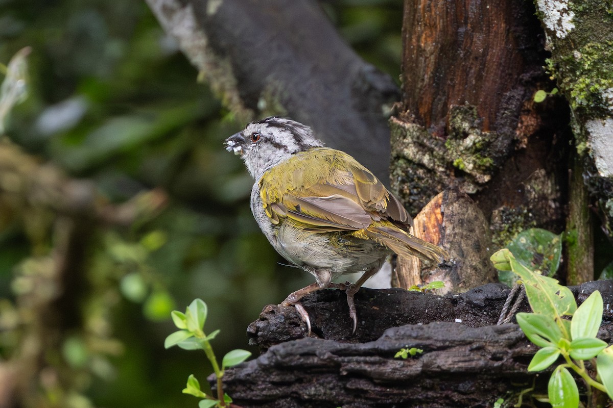 Black-striped Sparrow - ML645126106