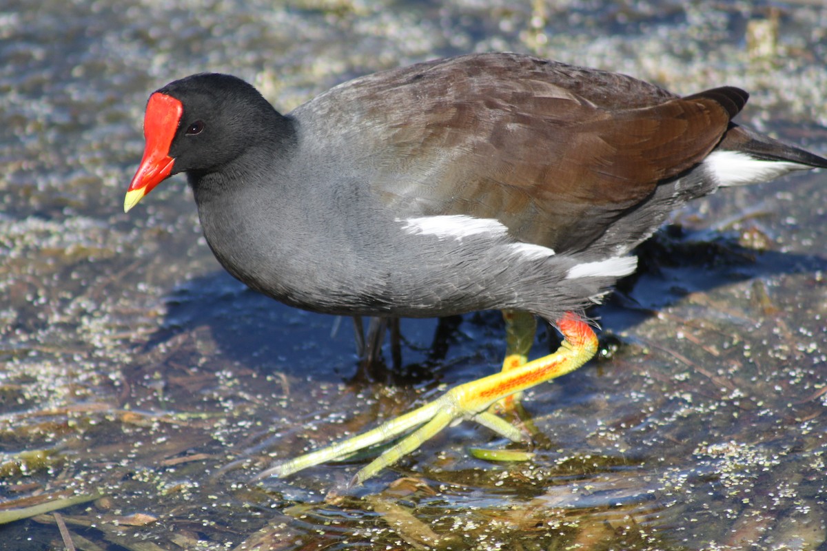 アメリカバン - ML645126107