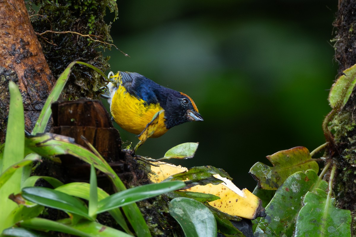 Tawny-capped Euphonia - ML645126110