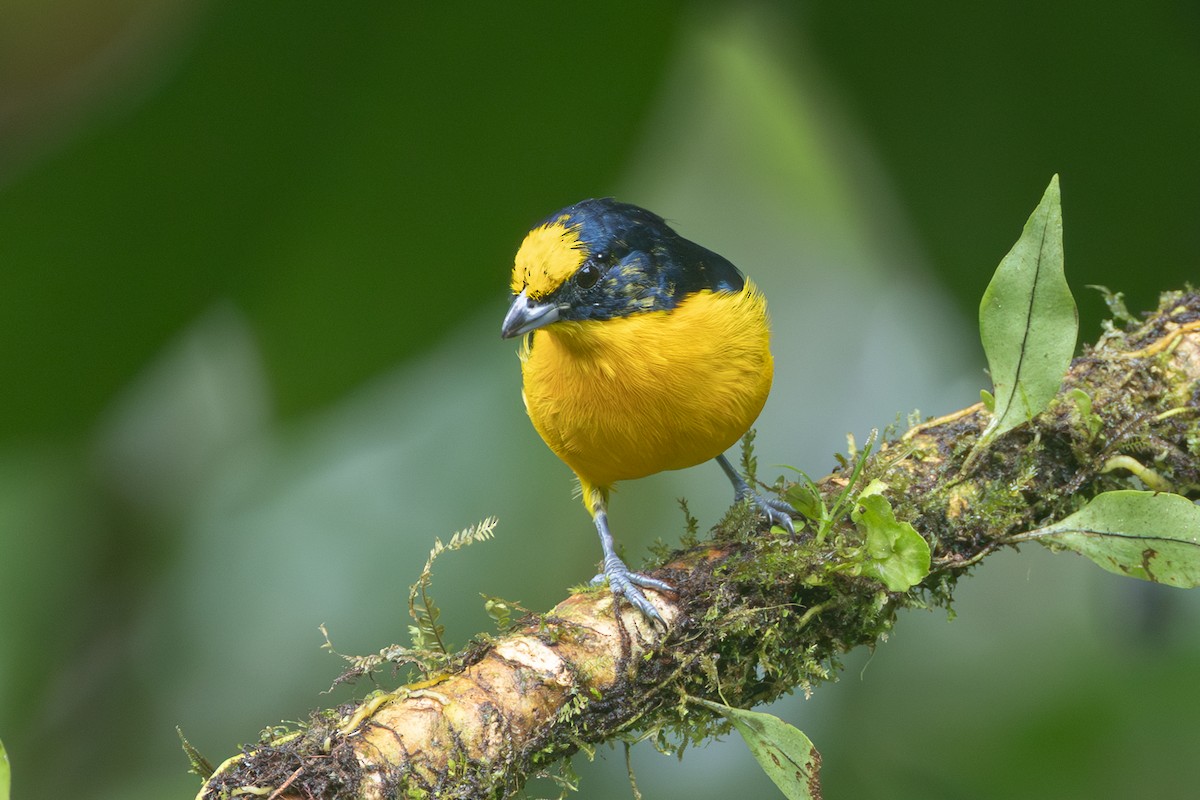 Thick-billed Euphonia - ML645126124