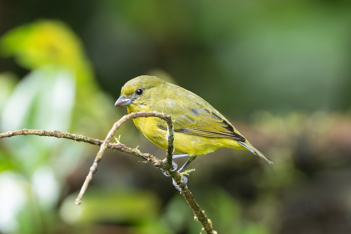 Thick-billed Euphonia - ML645126125