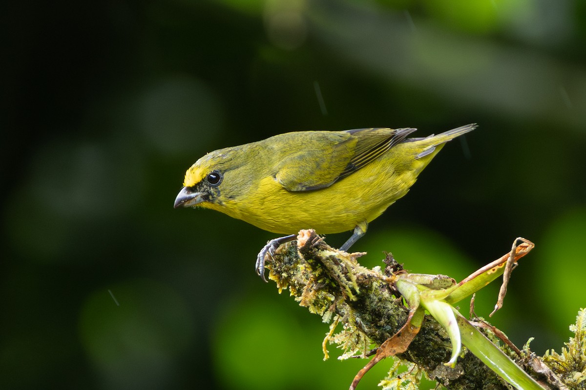 Thick-billed Euphonia - ML645126126