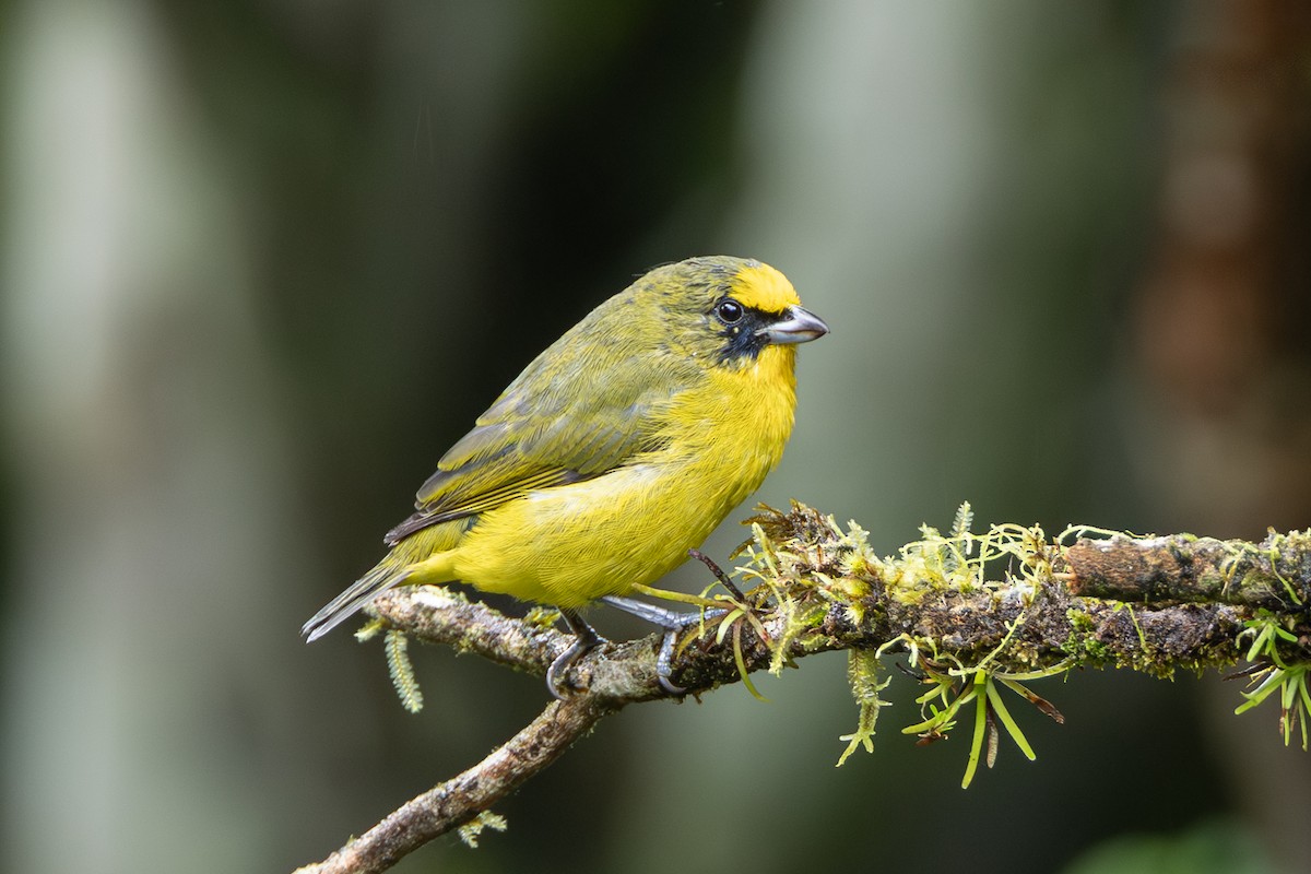 Thick-billed Euphonia - ML645126127