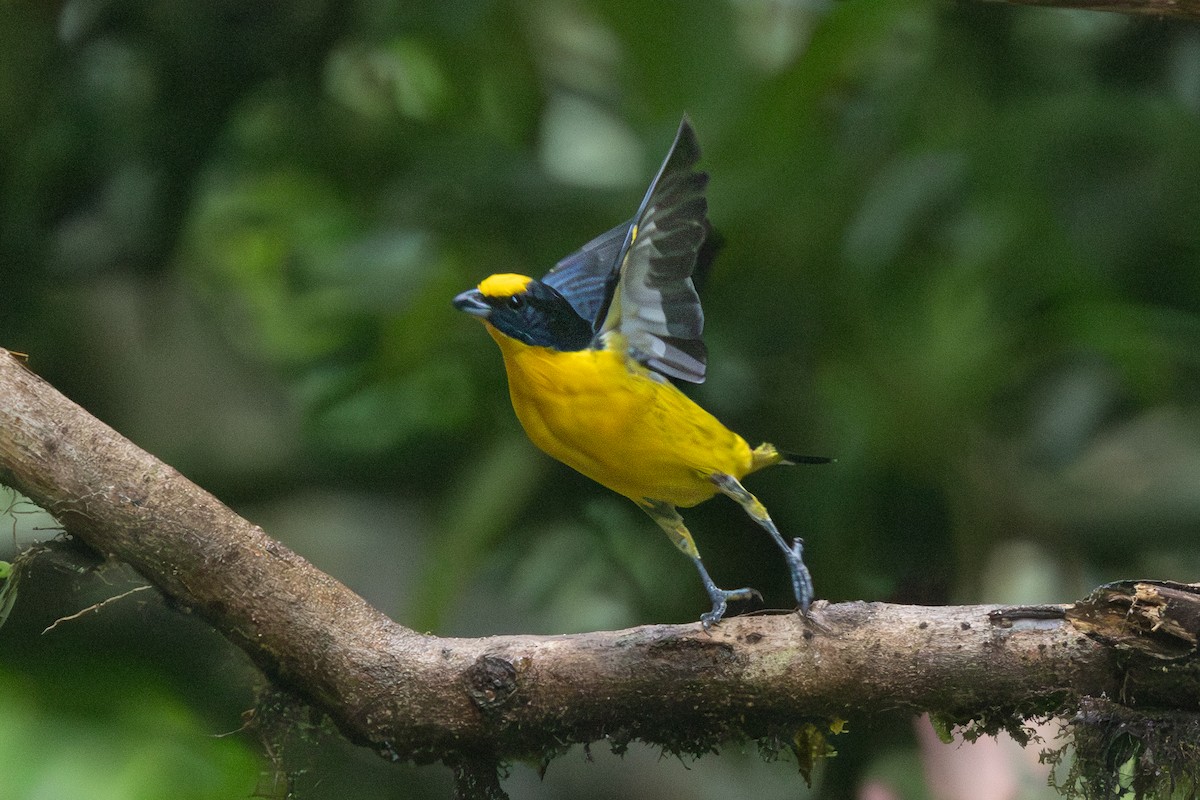 Thick-billed Euphonia - ML645126128