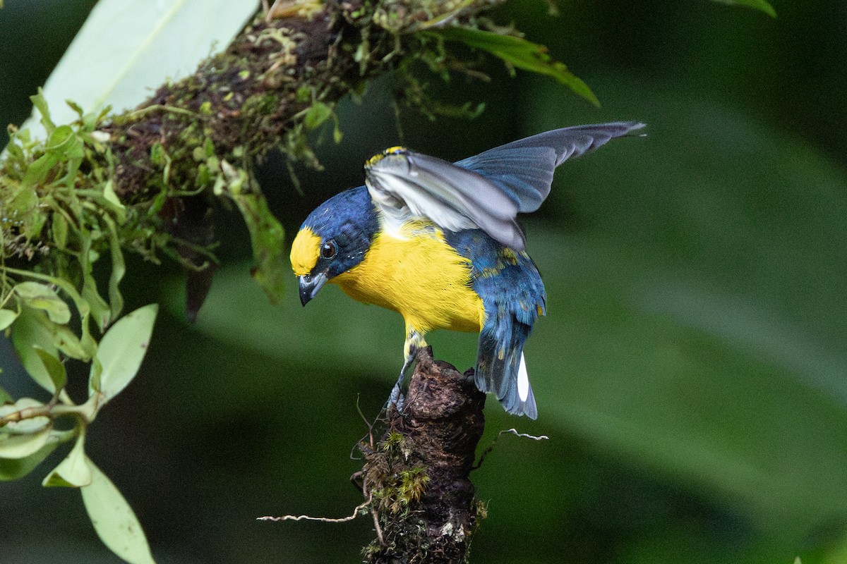 Thick-billed Euphonia - ML645126129