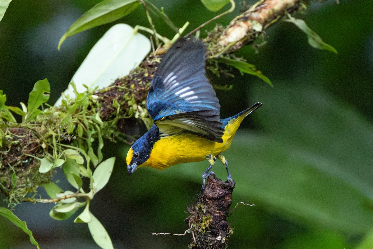 Thick-billed Euphonia - ML645126130