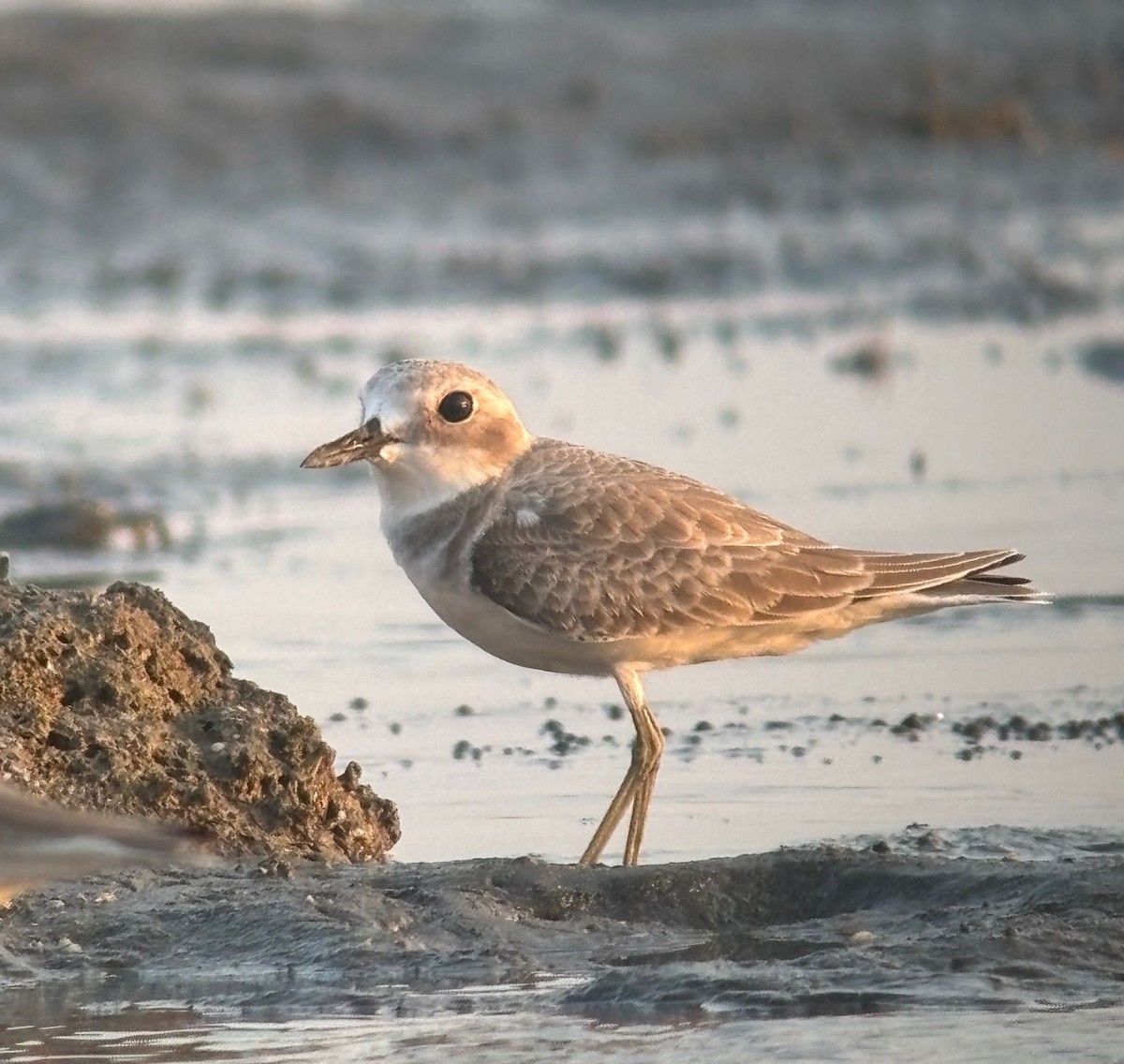 Greater Sand-Plover - ML645126147