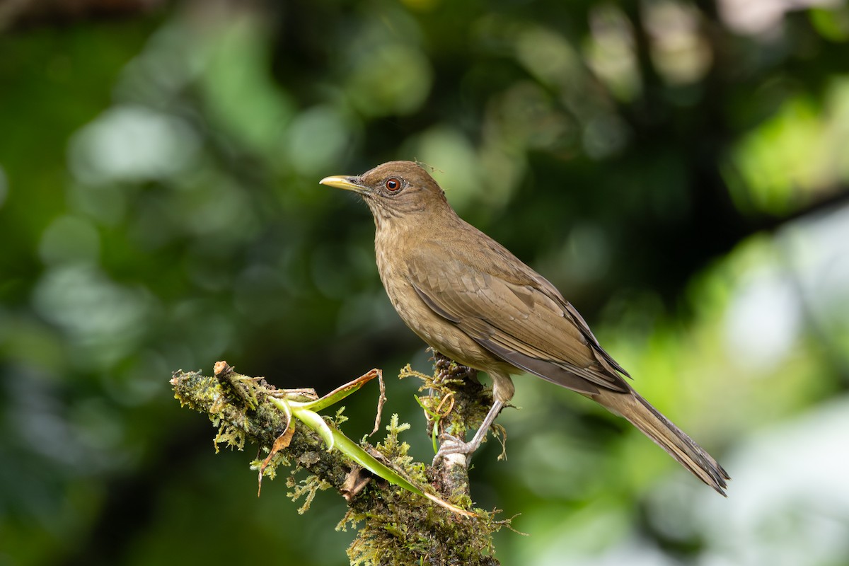 Merle fauve - ML645126151