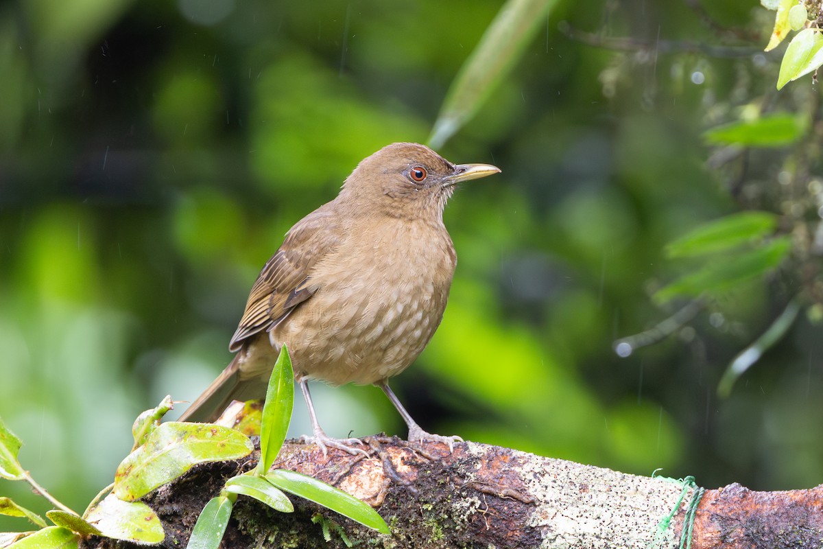 Merle fauve - ML645126153