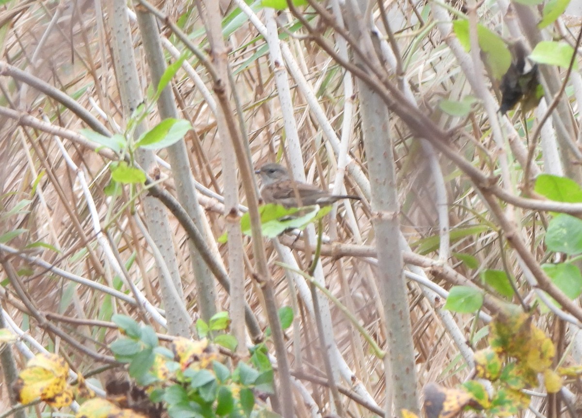 Accenteur mouchet - ML645126169