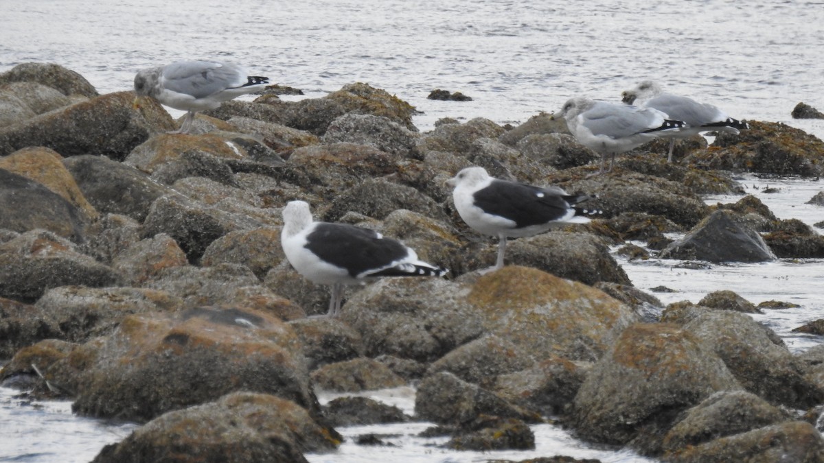 Büyük Kara Sırtlı Martı - ML645126173