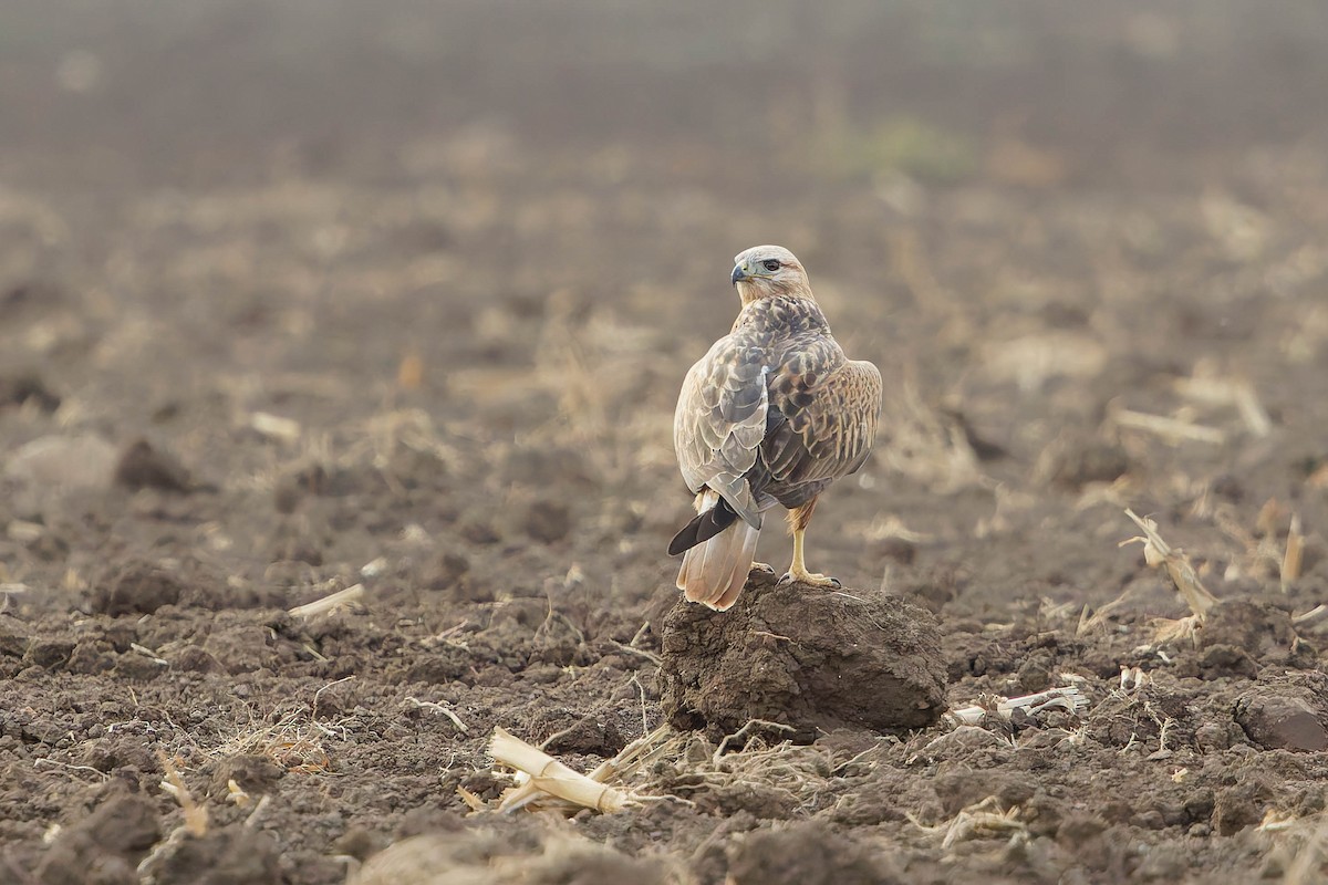 Buse féroce - ML645126185