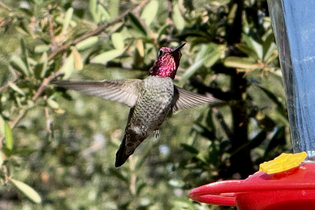 Anna's Hummingbird - ML645126206