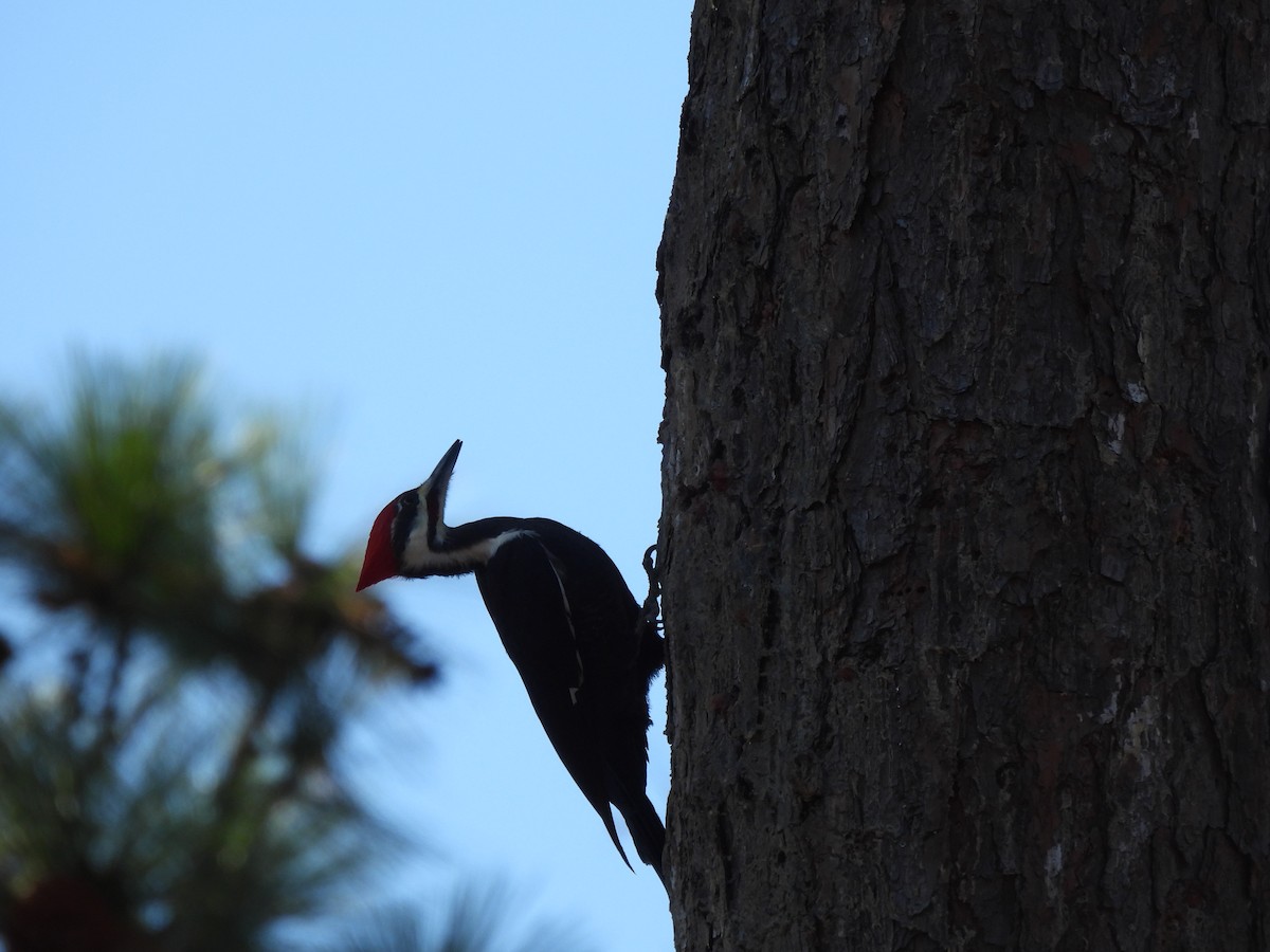 datel chocholatý - ML645126207