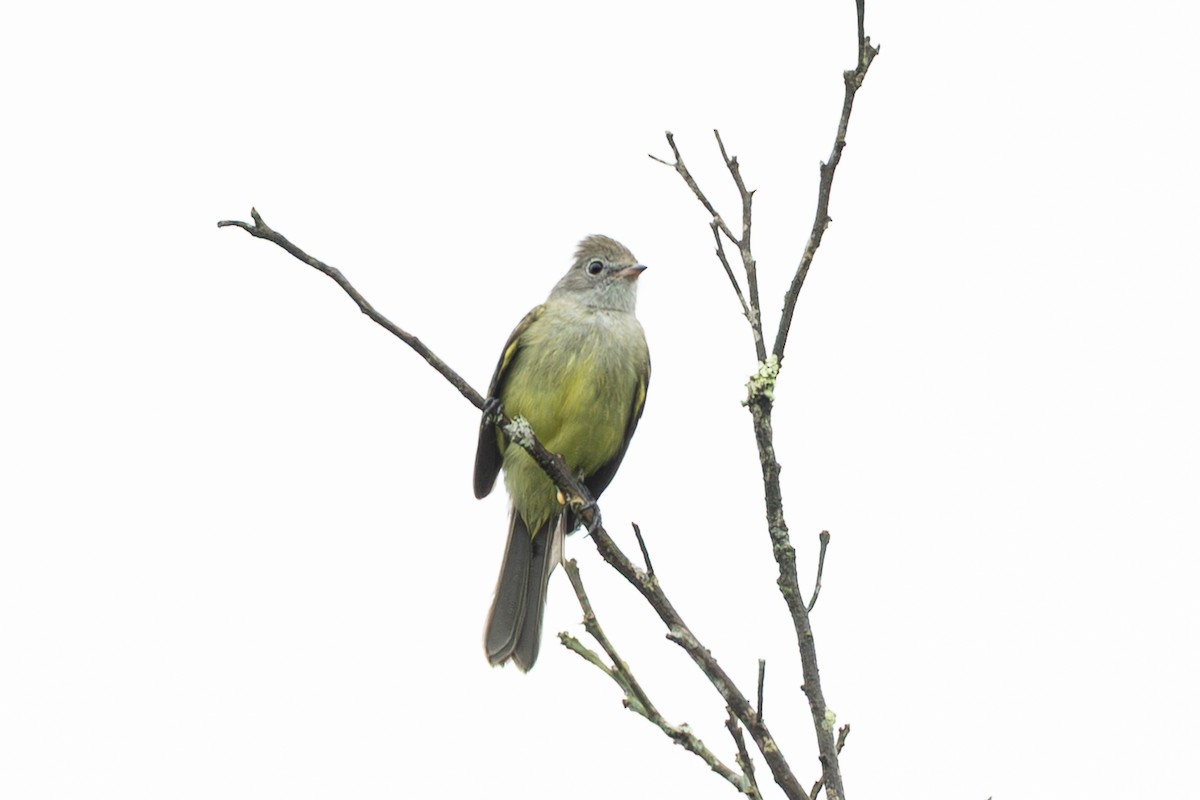 Yellow-bellied Elaenia - ML645126220