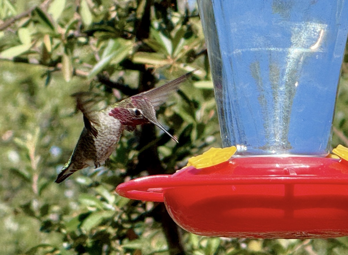 Anna's Hummingbird - ML645126222