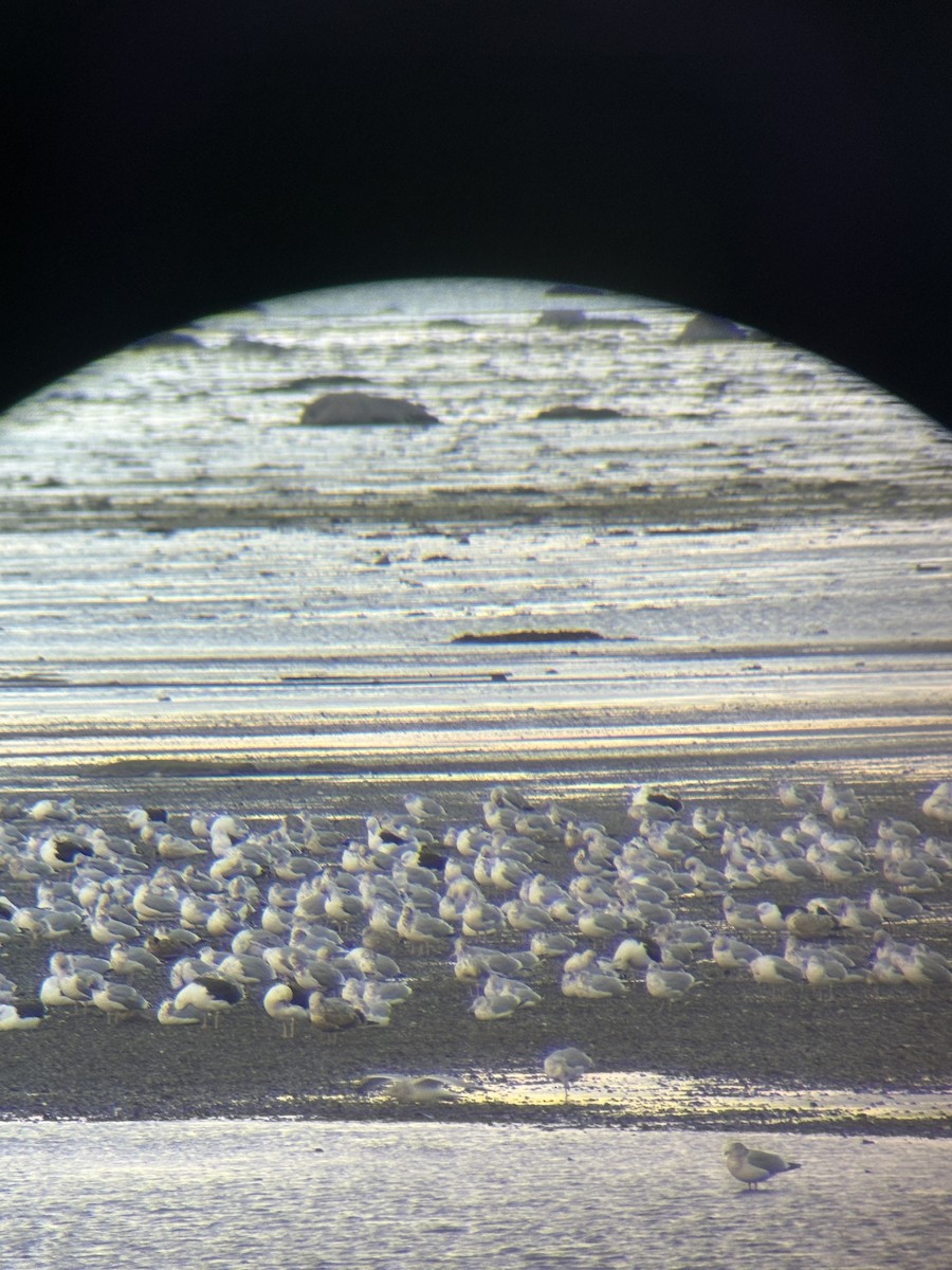 American Herring Gull - ML645126236