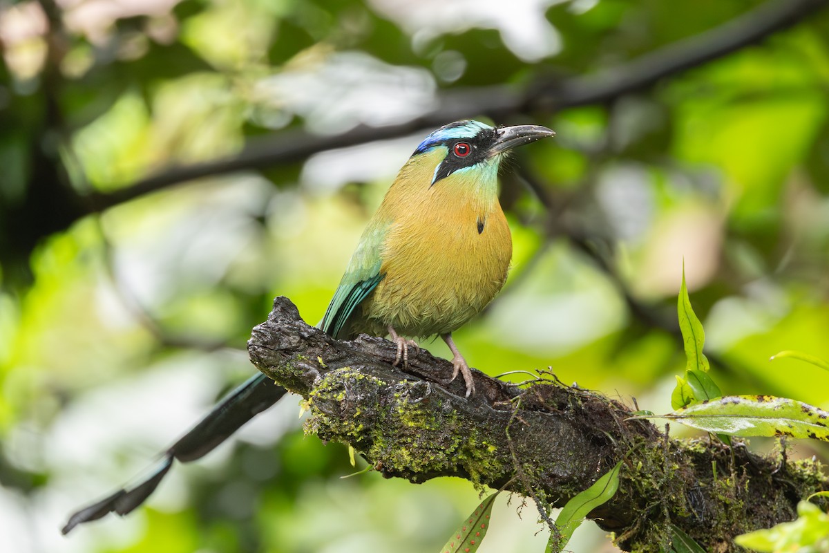 Lesson's Motmot - ML645126241