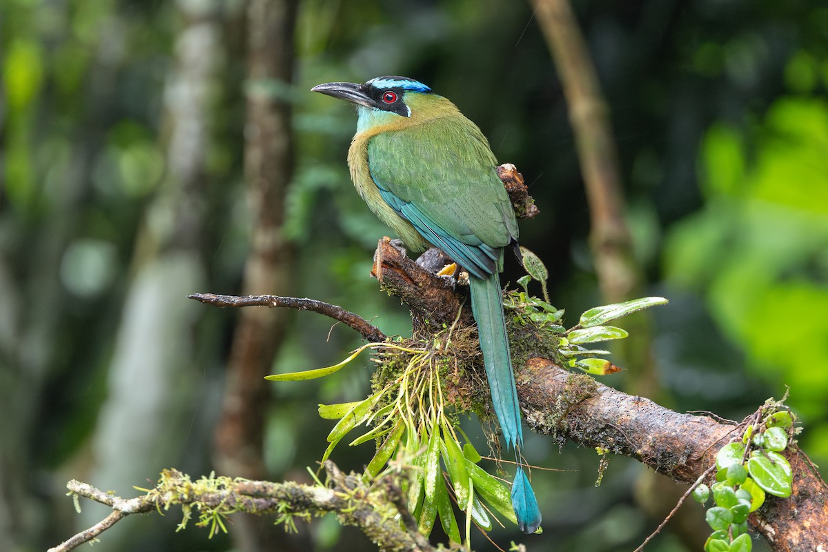 Lesson's Motmot - ML645126242