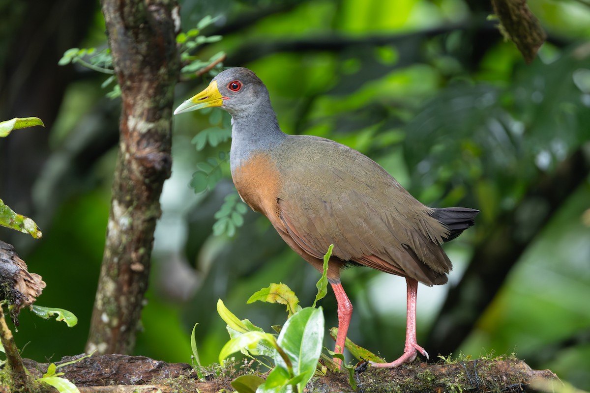 Gray-cowled Wood-Rail - ML645126245