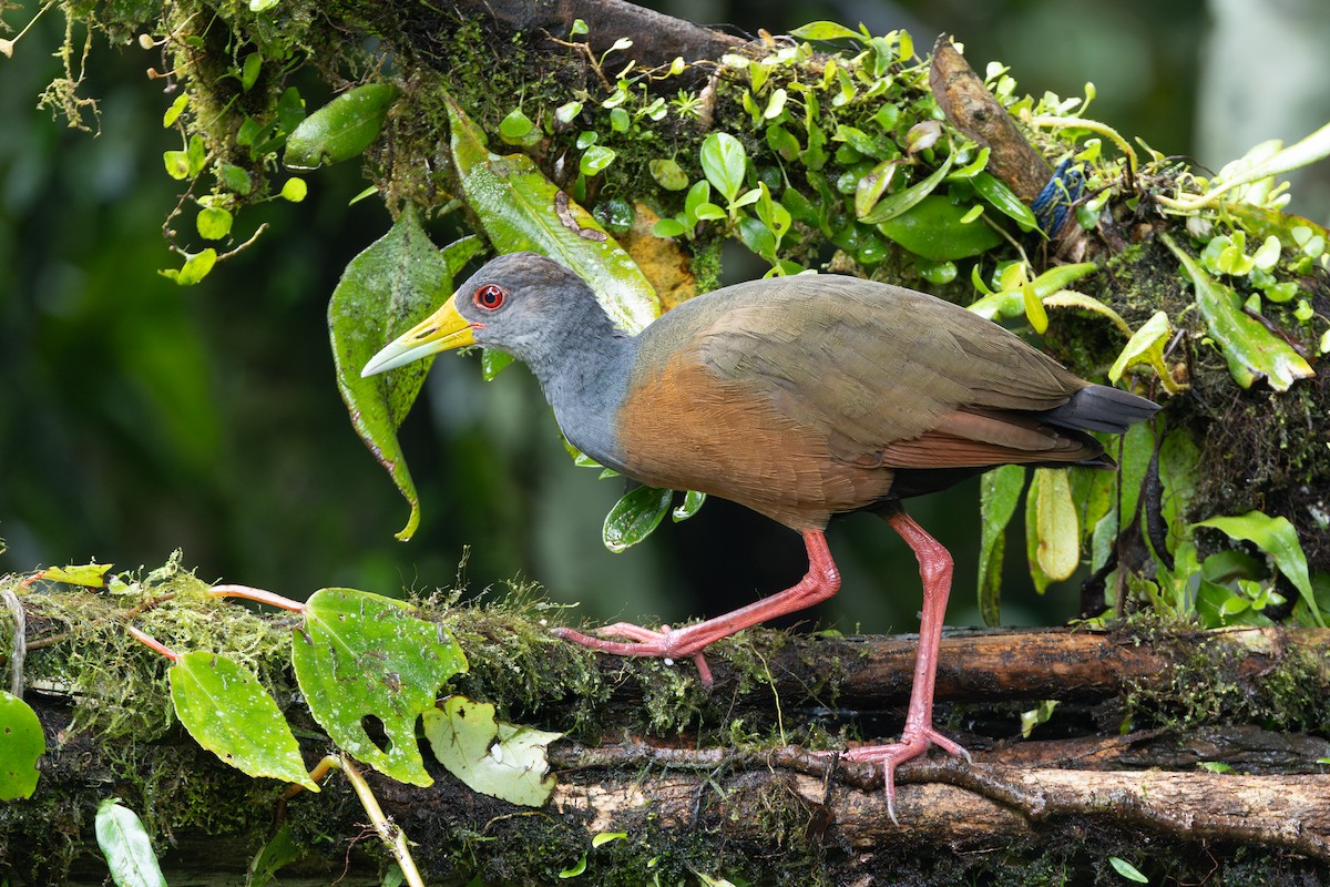 Gray-cowled Wood-Rail - ML645126246