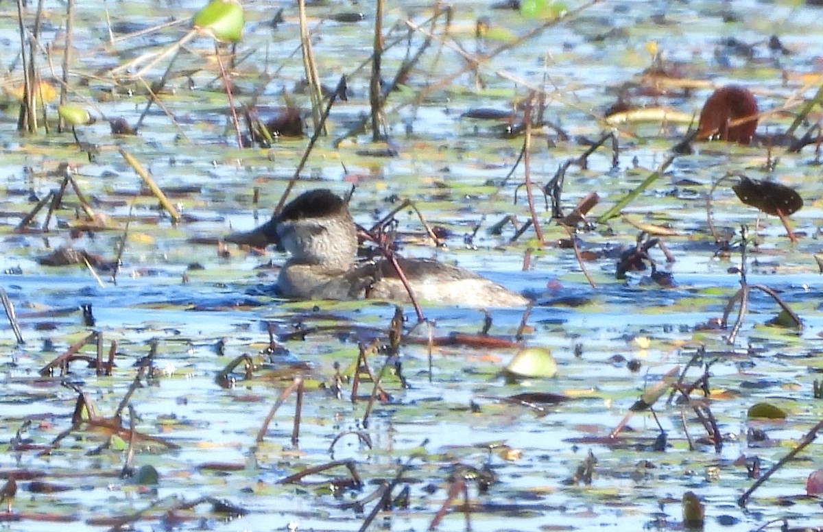 Ruddy Duck - ML645126248