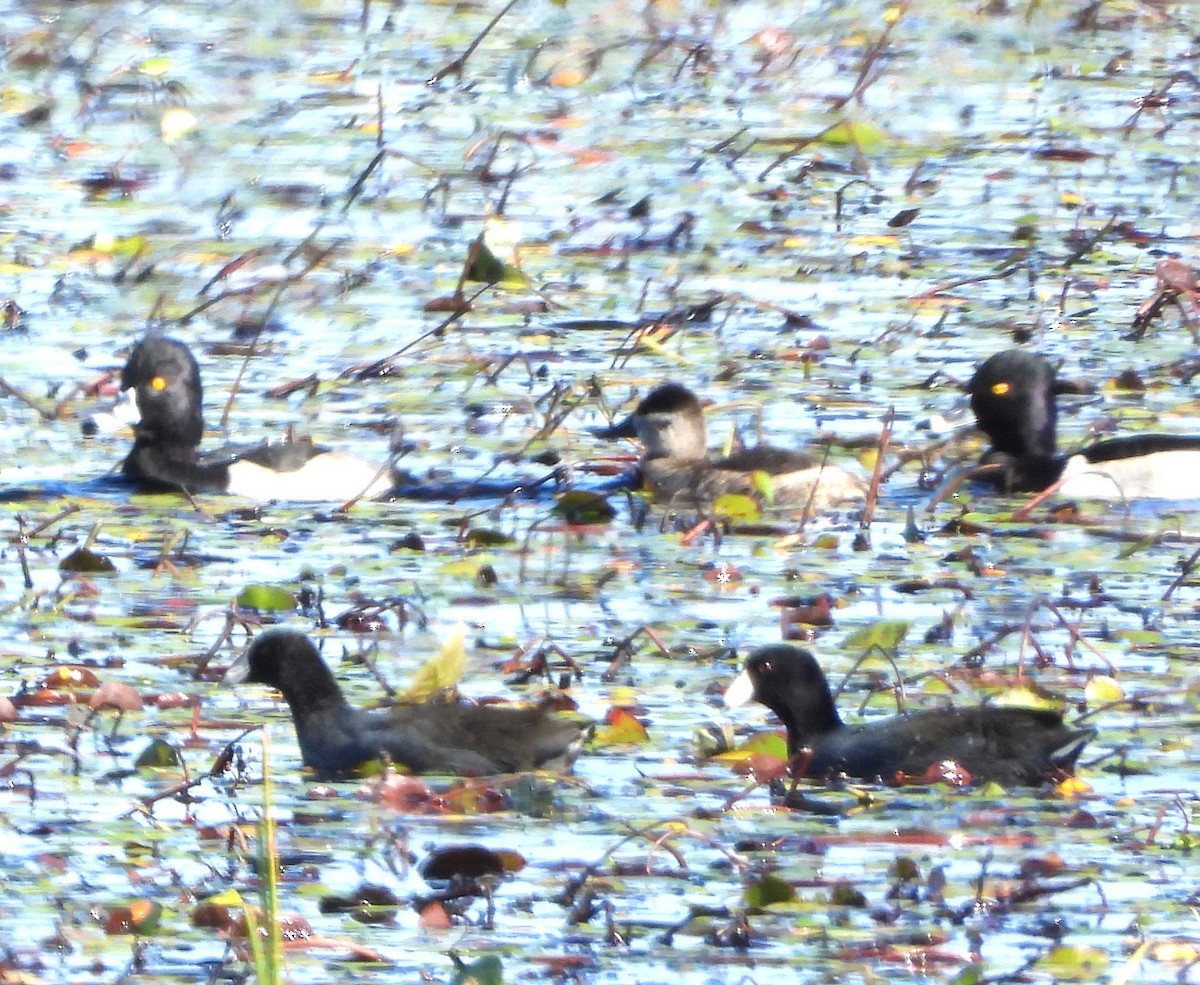 Ruddy Duck - ML645126249