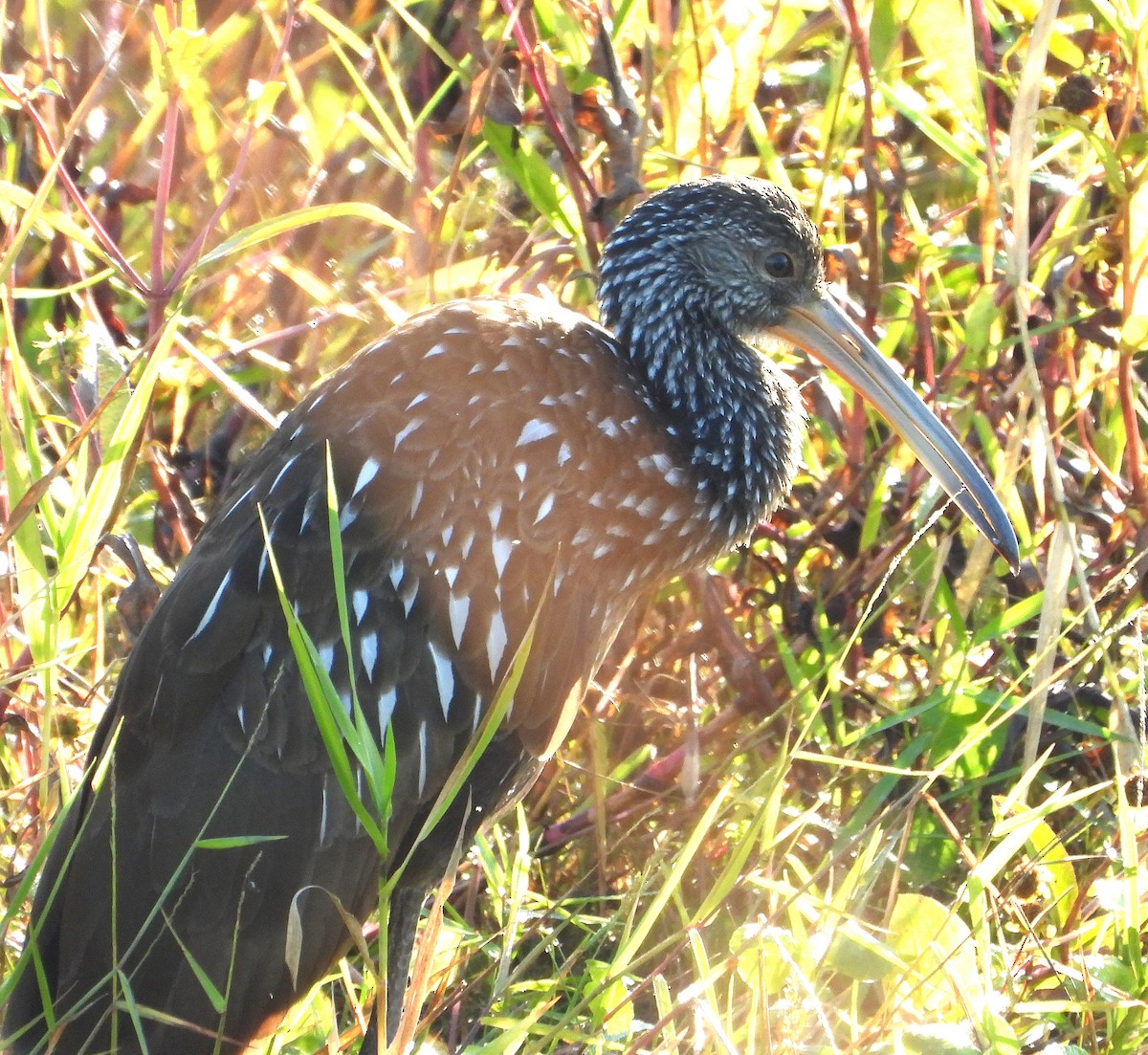 Limpkin - ML645126263