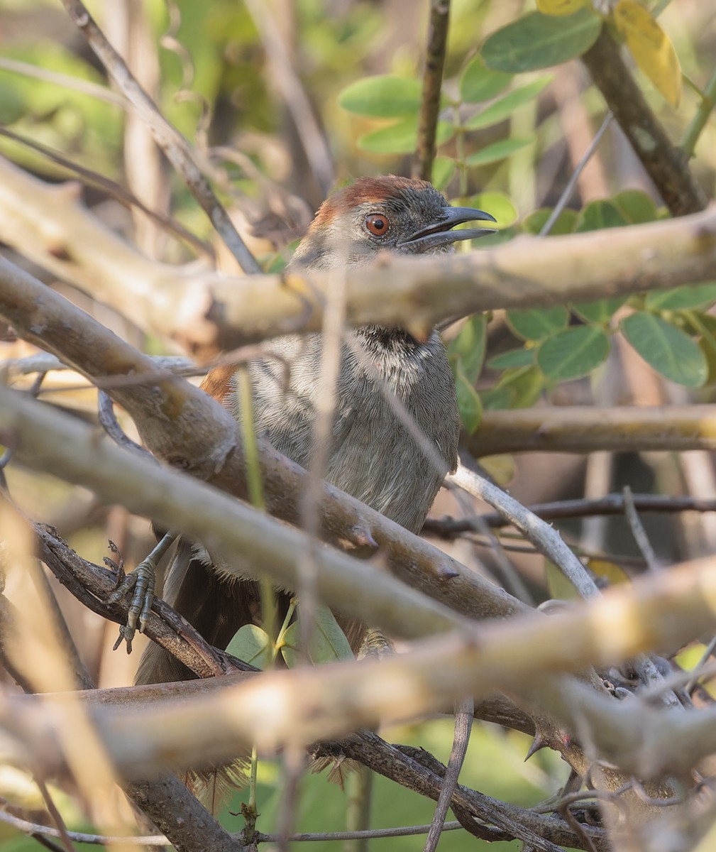 Cinereous-breasted Spinetail - ML645126268