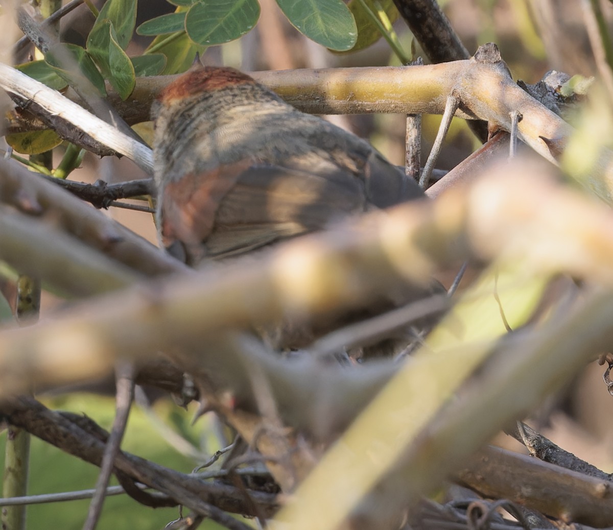 Cinereous-breasted Spinetail - ML645126269